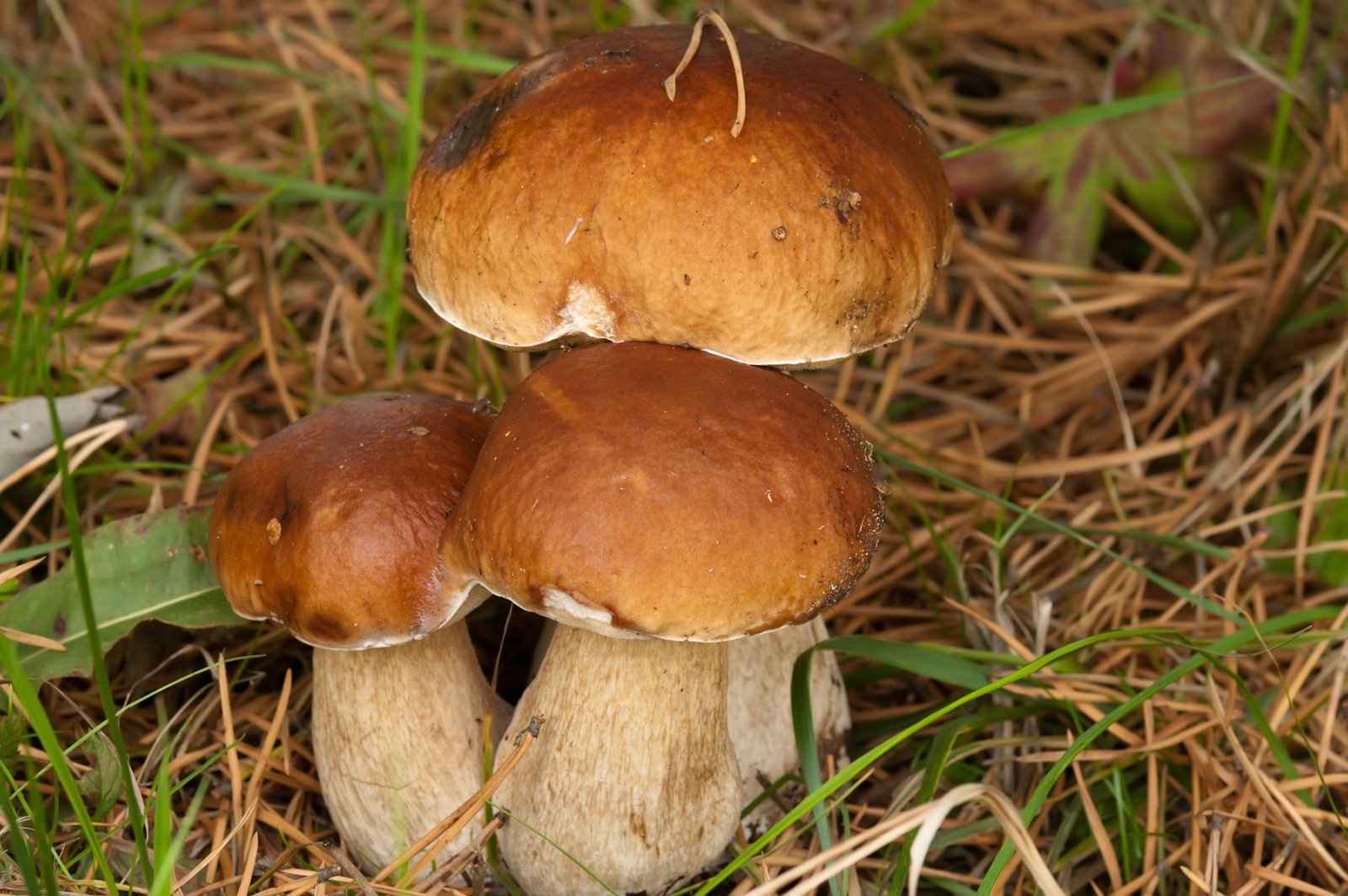 cepes Marché aux cèpes villefranche du périgord