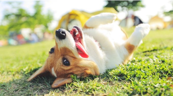 chien Animaix acceptés au sein du camping la bastide en Périgord
